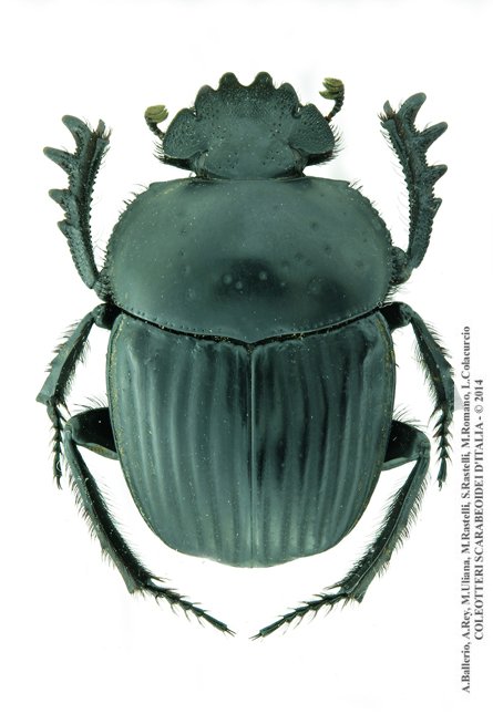 Scarabaeus laticollis